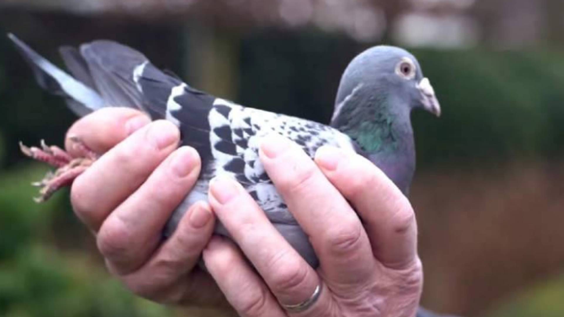 بقيمة 1.25 مليون يورو في بلجيكا