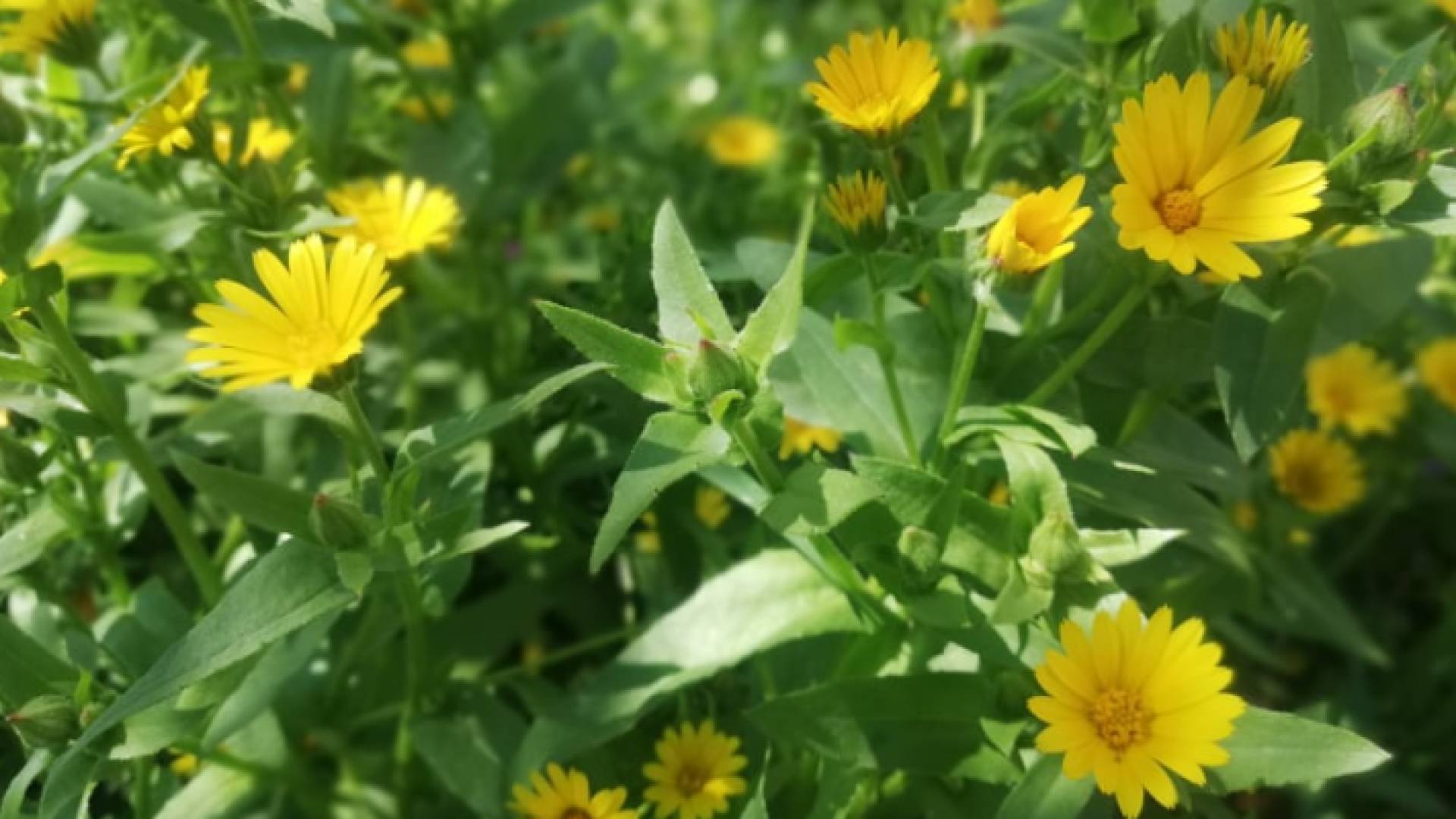 زهور ربيعية في الأردن