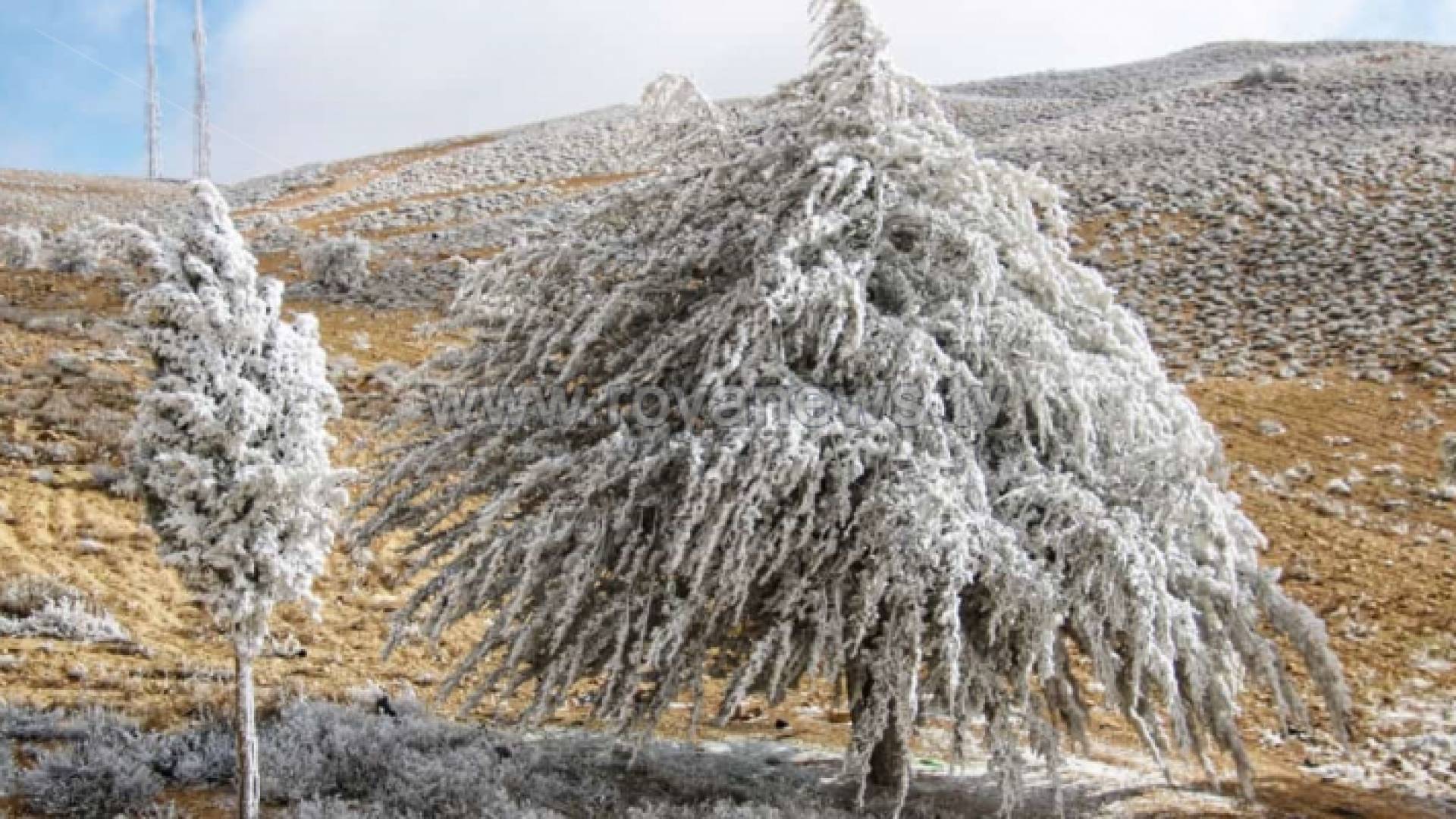 من منطقة الهيشة في لواء الشوبك