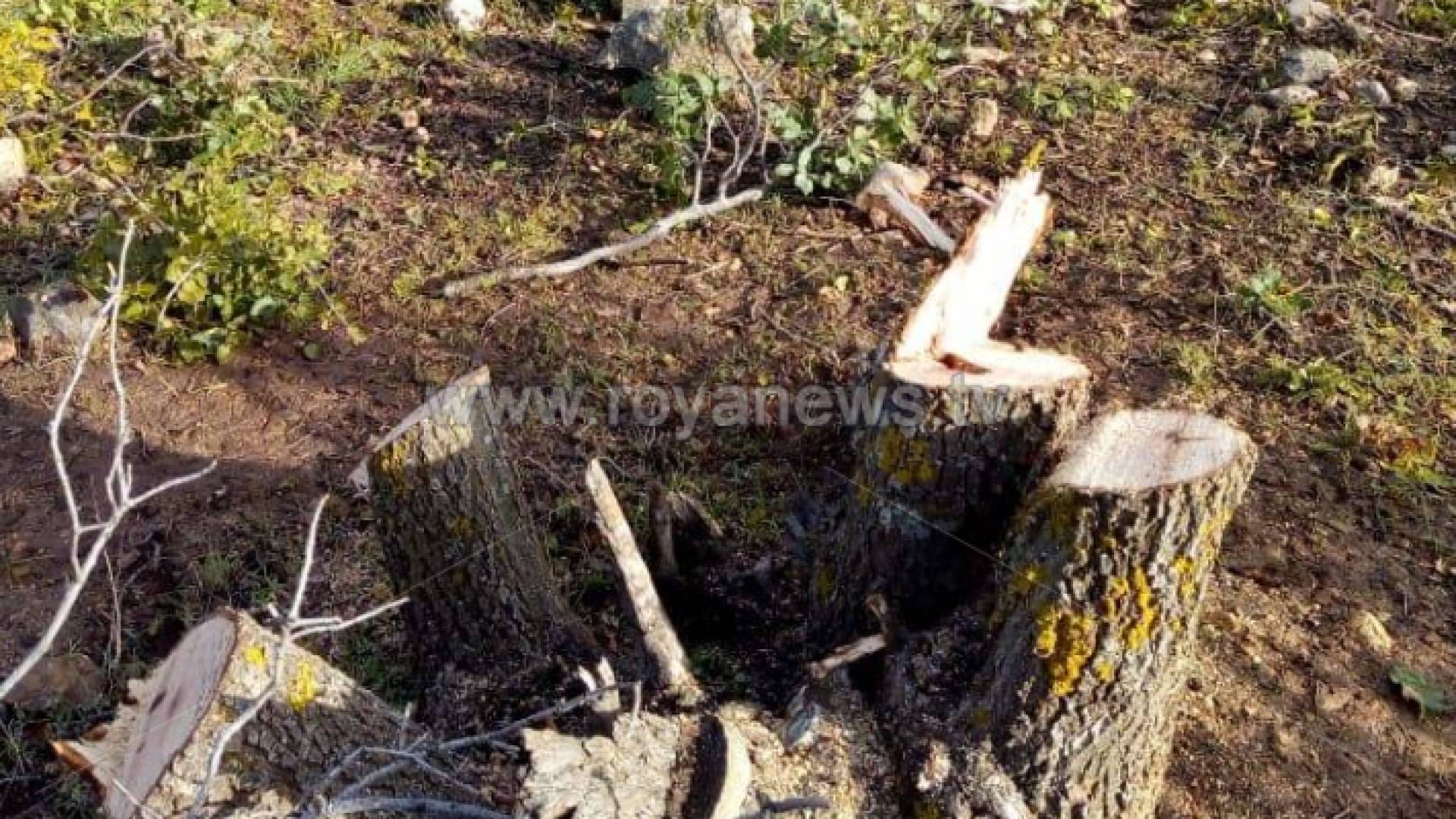 مجزرة بحق الثروة الحرجية في عجلون