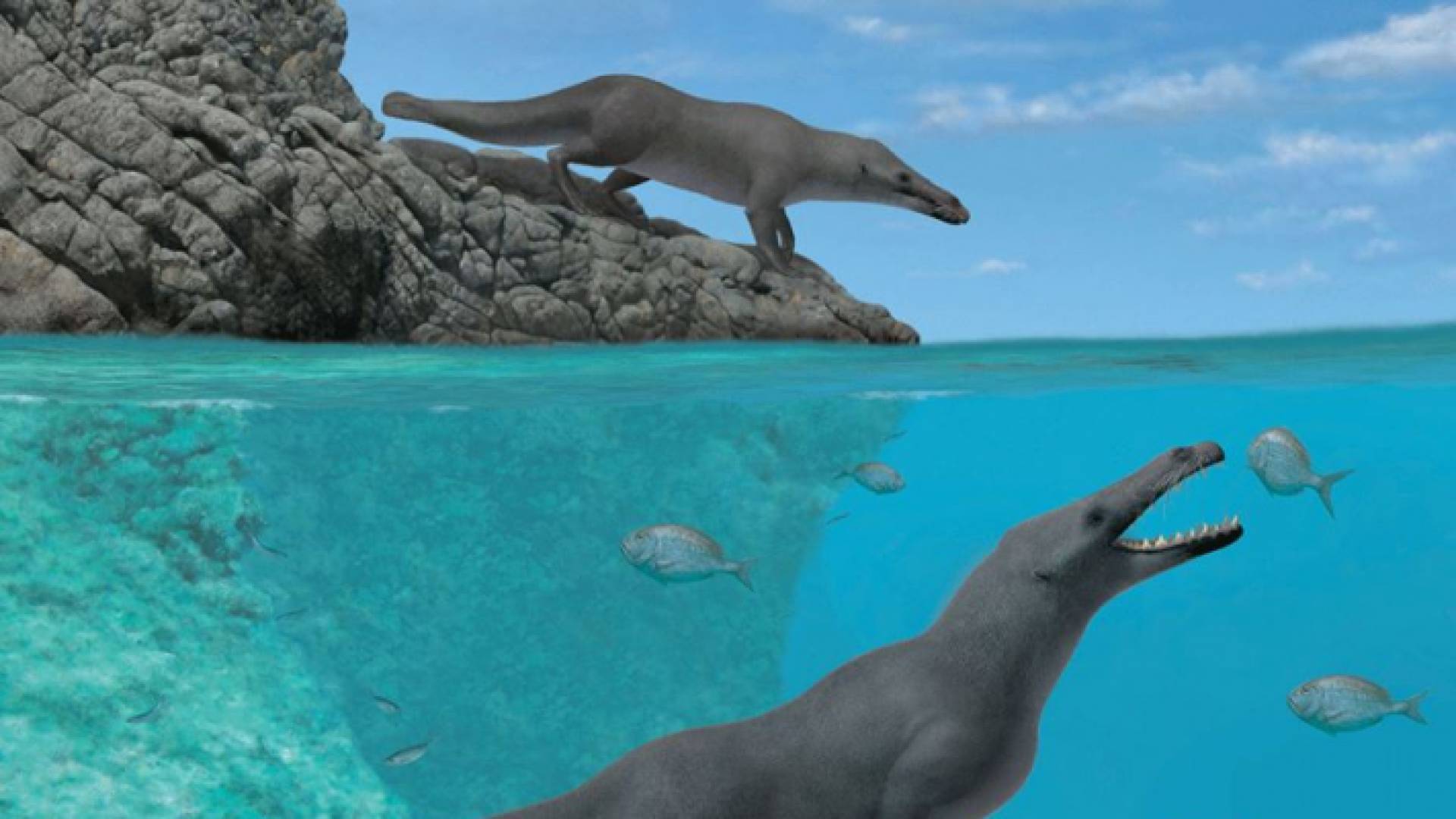 صورة تعبيرية للحوت