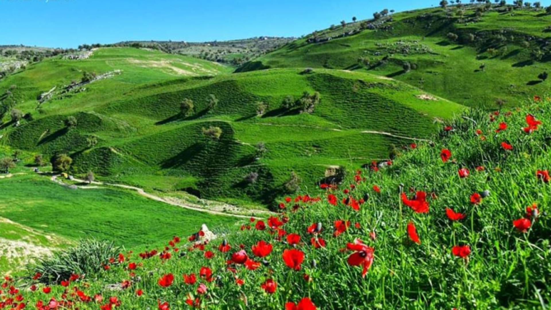 الربيع بمنطقة الكورة الأردنية .. تصوير: علام بني ياسين