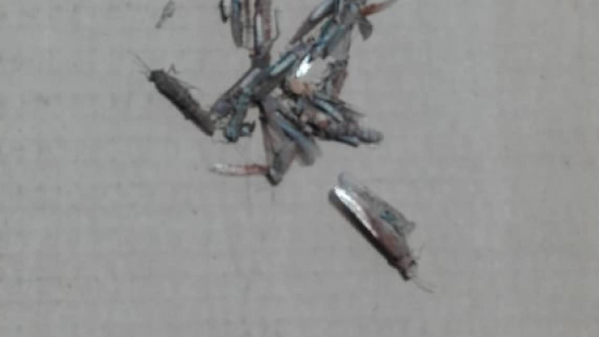 صورة من الجراد في الازرق