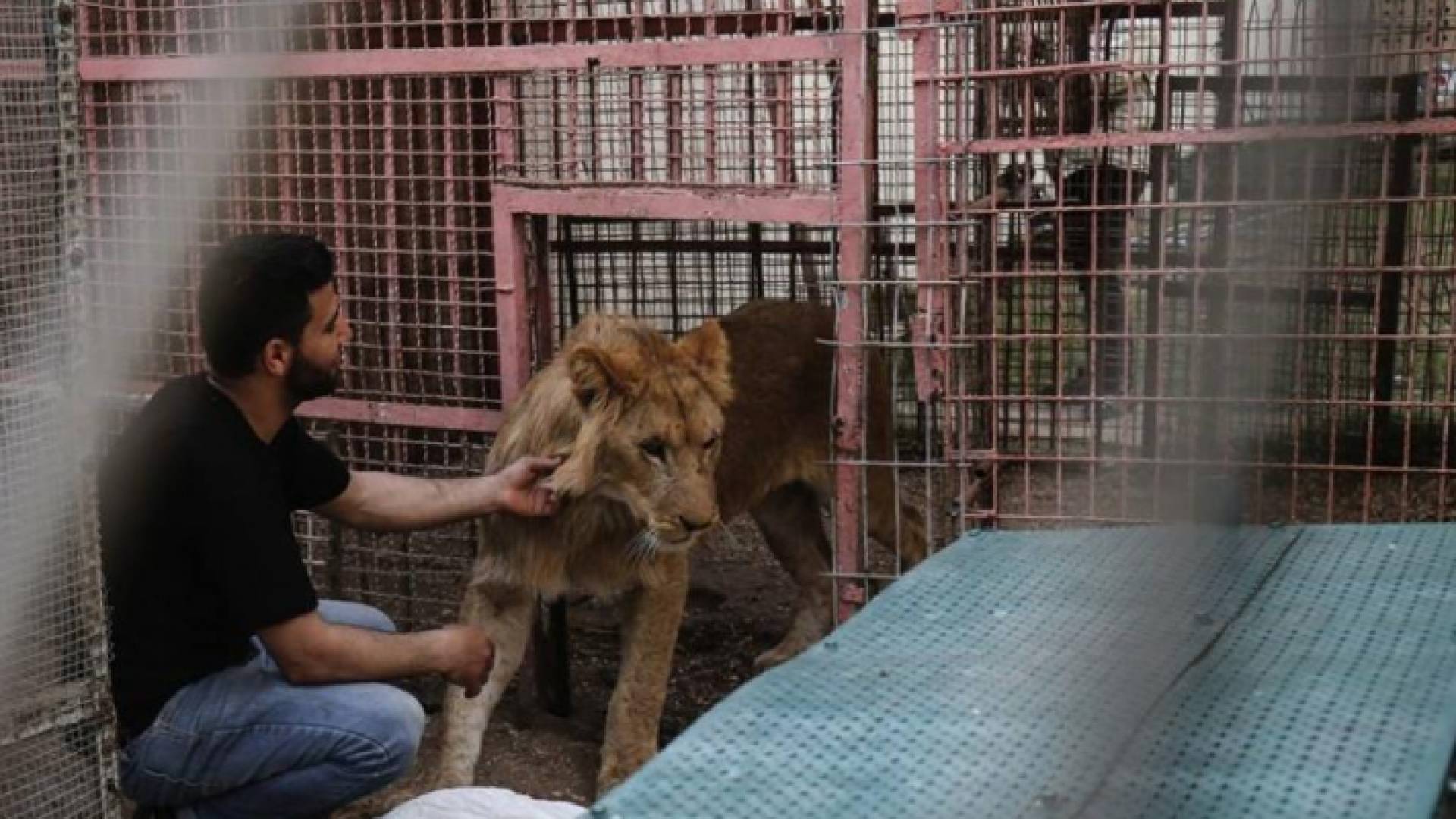 وصل خمسة أسود وخمسة قردة وأربع نعامات وثلاثة طواويس وذئبان وضبع