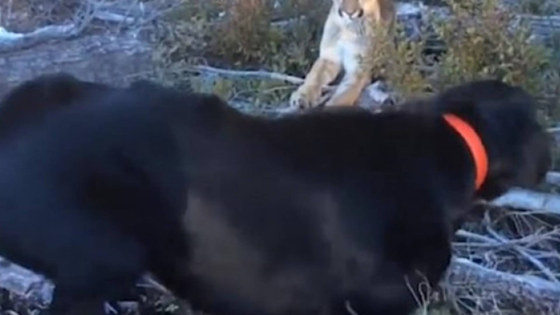 كلب يحاول الدفاع عن صاحبه أمام أسد بـ غابة في أمريكا