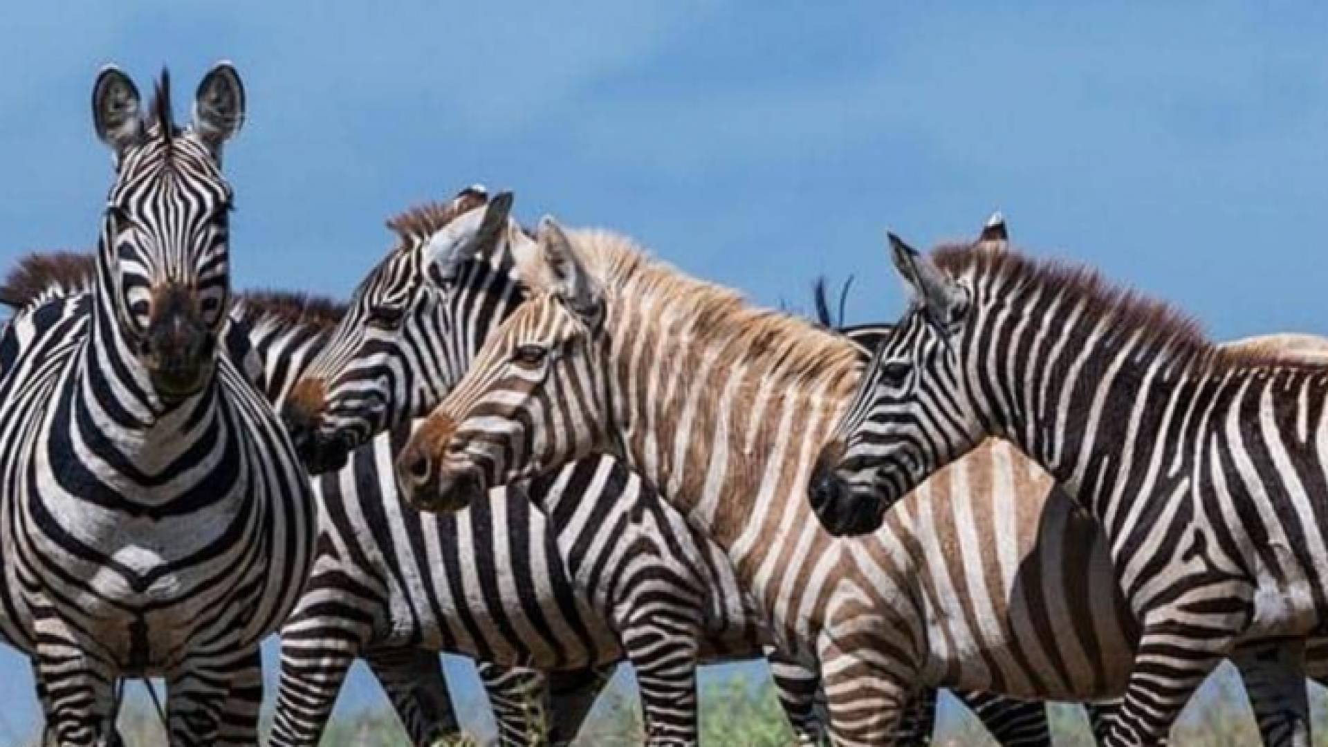 علماء يرجعون لون الحيوان لإصابته بالبرص