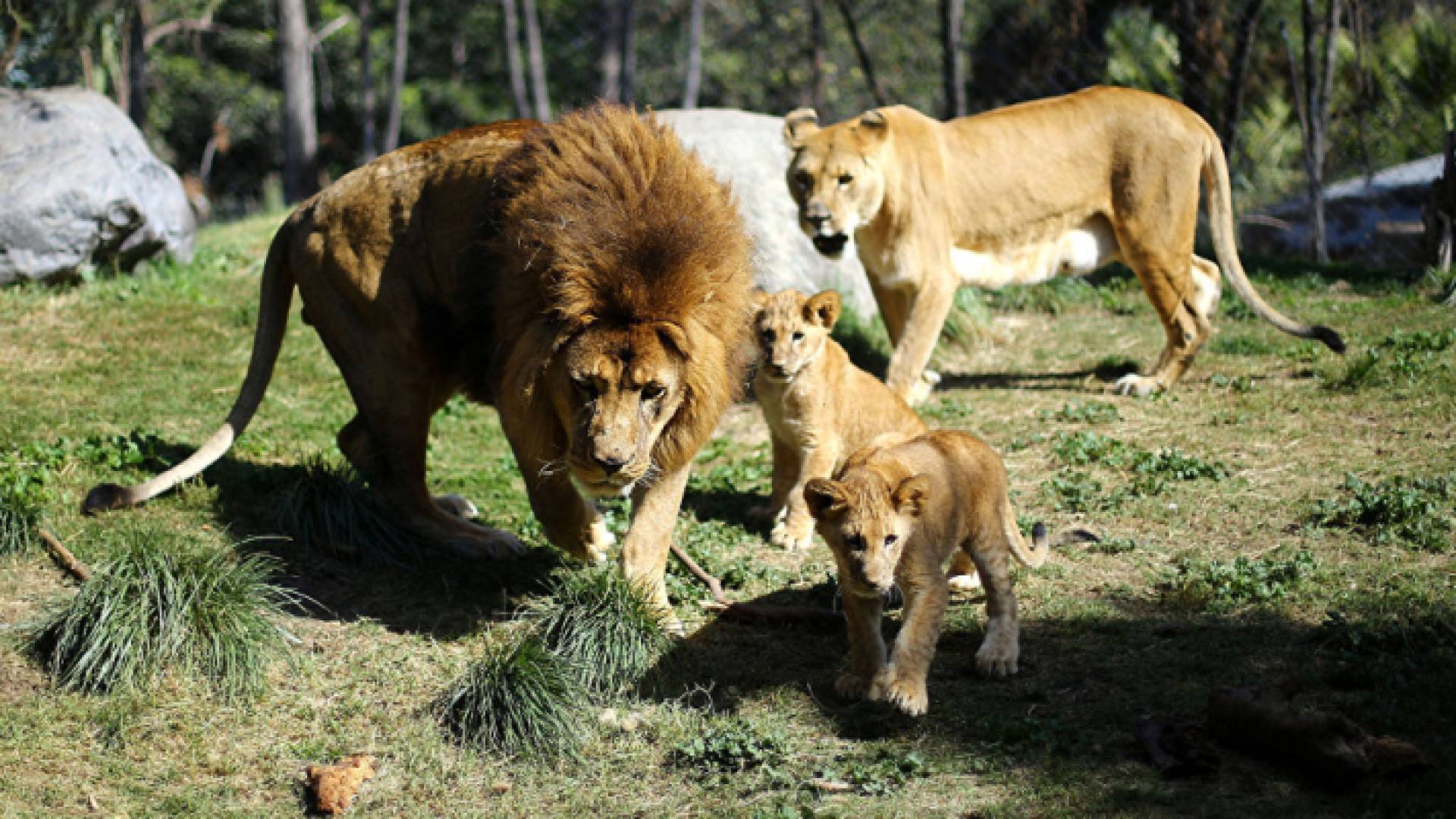 أسود ارشيفية