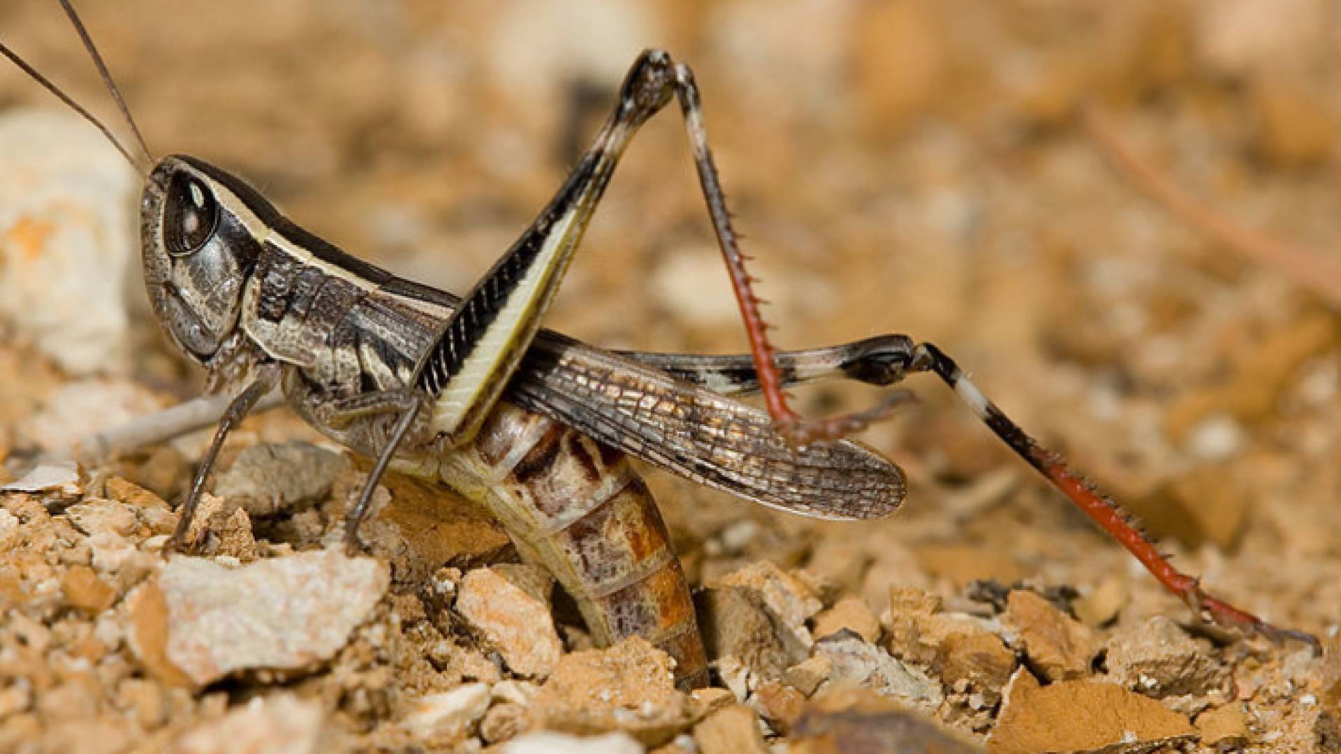 الجنادب النطاطة