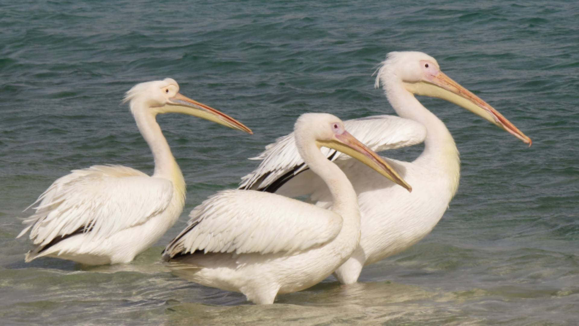 الحيوانات البرية في محميات مختلفة في المملكة