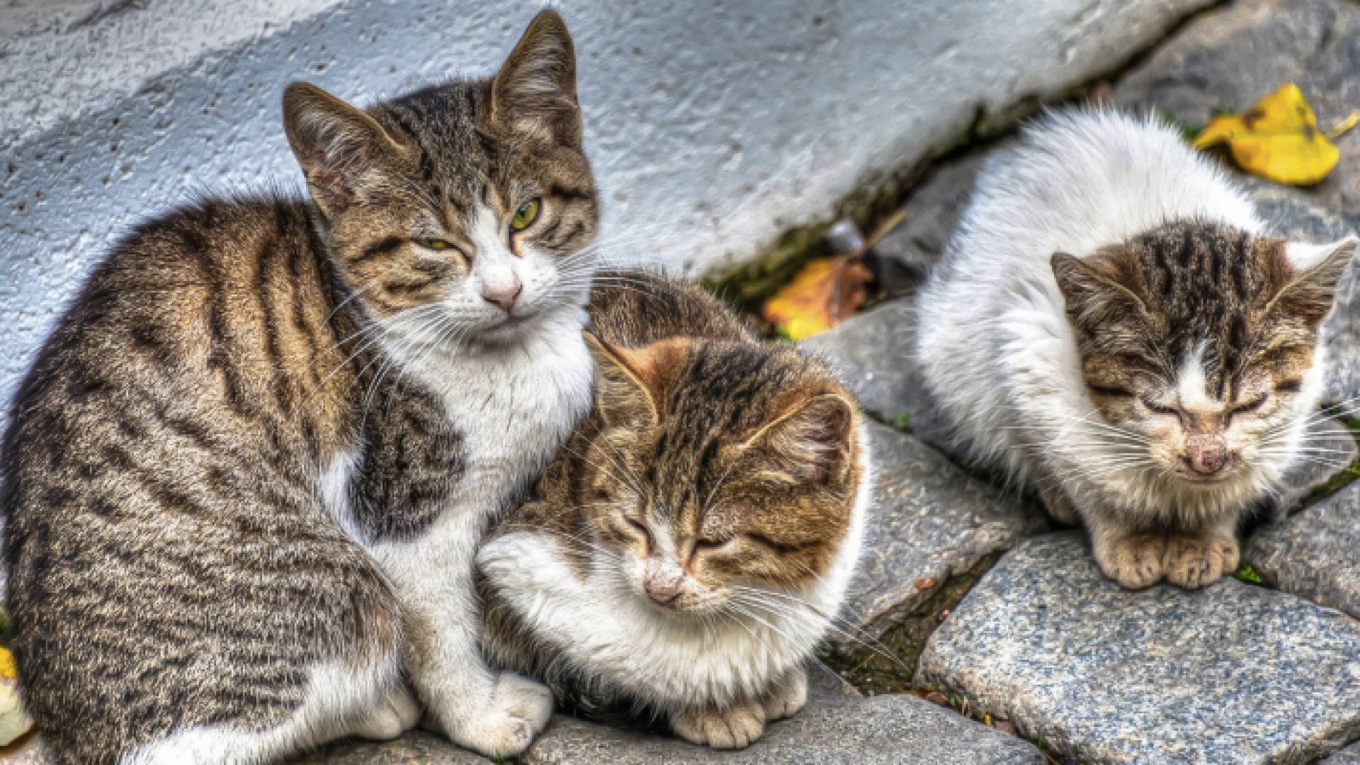 قطط الشوارع