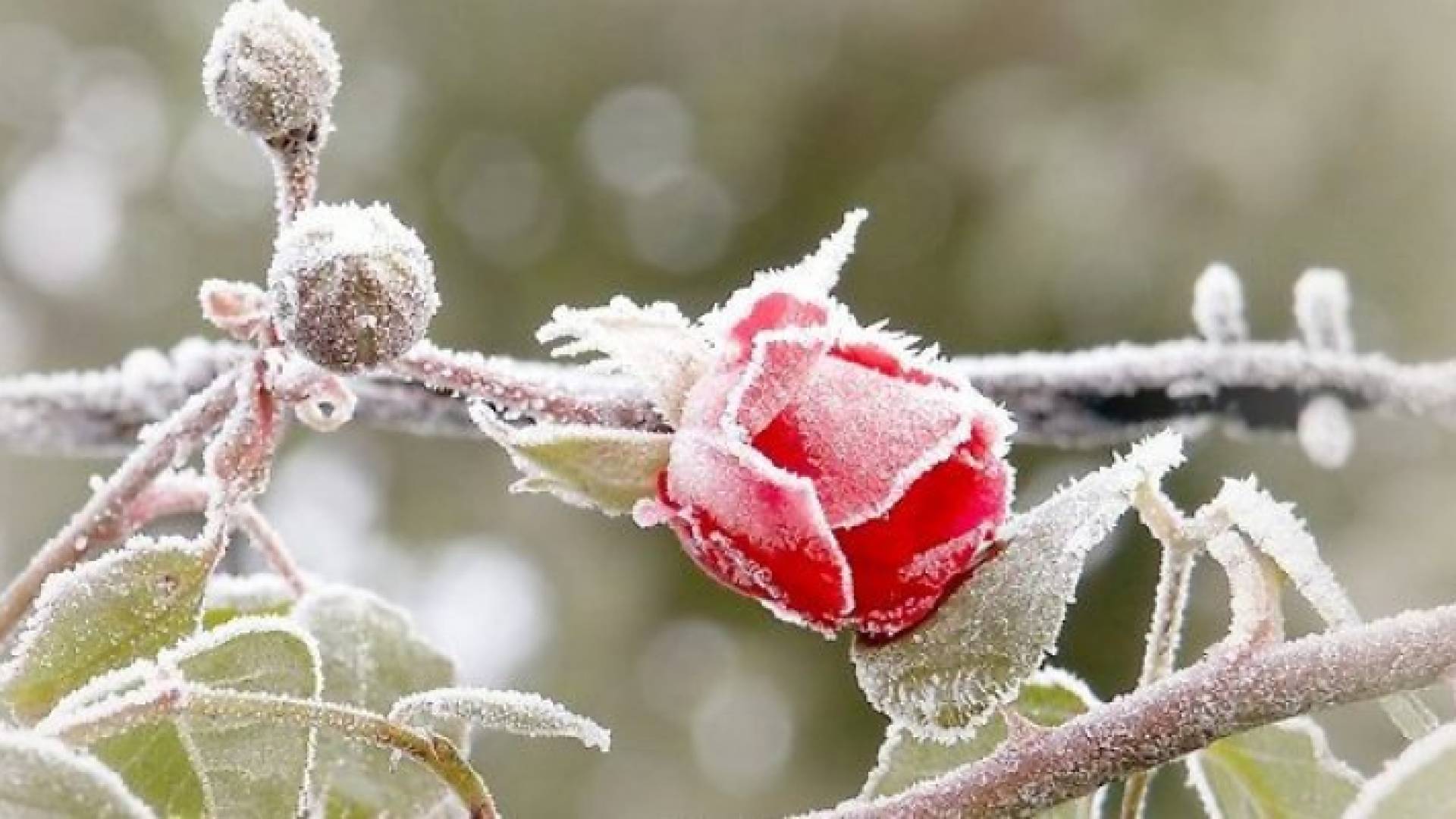 صقيع - ارشيفية