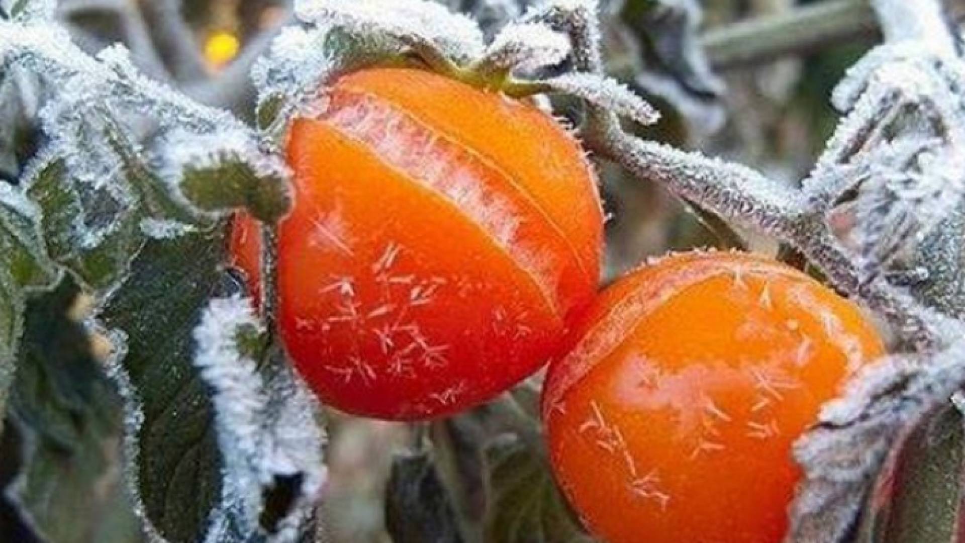 تأثير الصقيع على المزروعات - تعبيرية