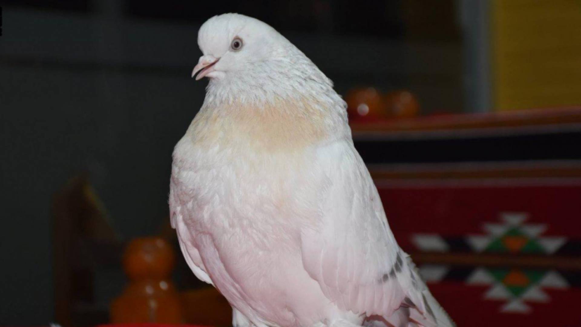 فرخ حمام من نوع "كورينك" تجاوز سعره 25 ألف دولار