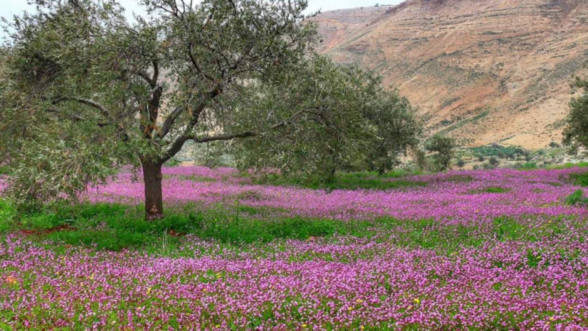 ربيع الاردن - ارشيفية
