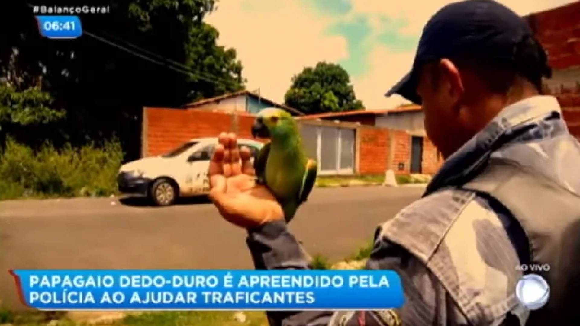 1700 طائرقامت السلطات بضبطها في مختلف انحاء العالم تم تدريبهم من قبل العصابات