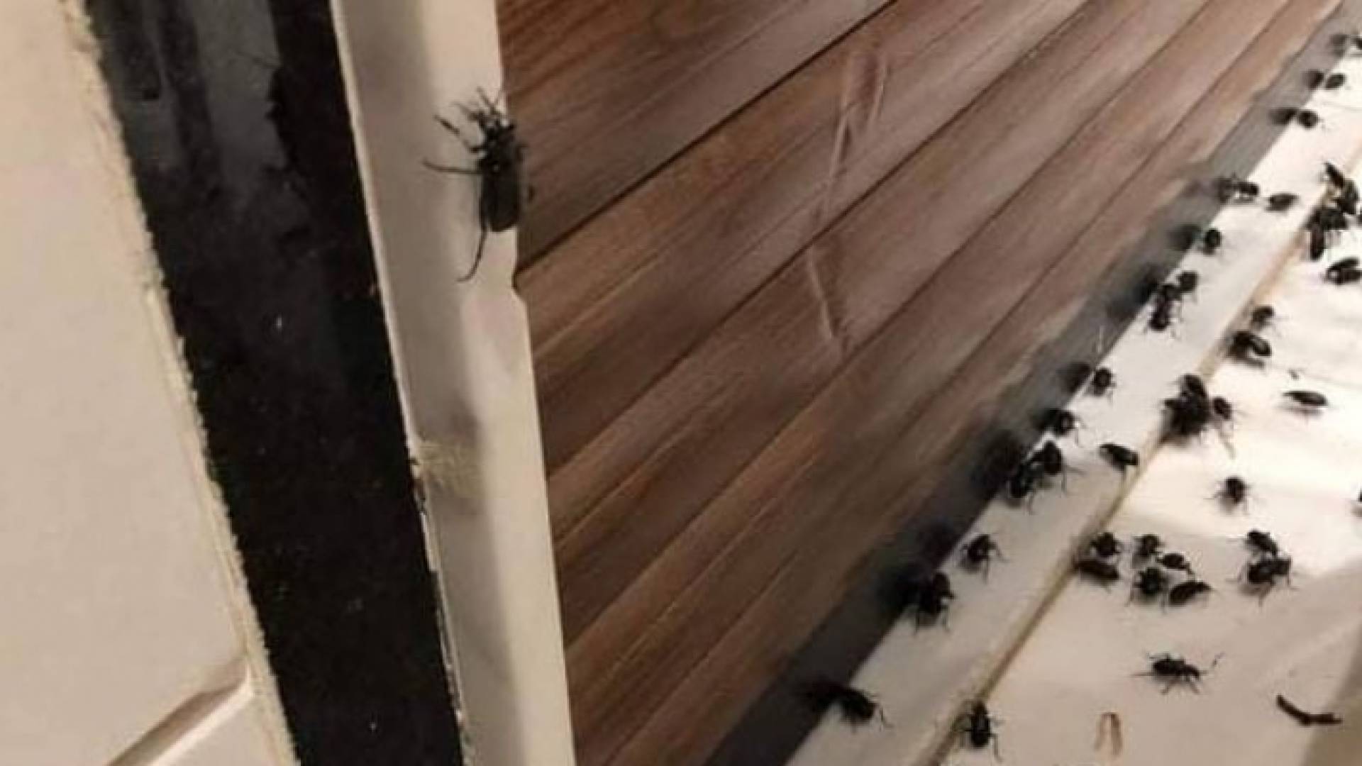 الخنفساء السوداء