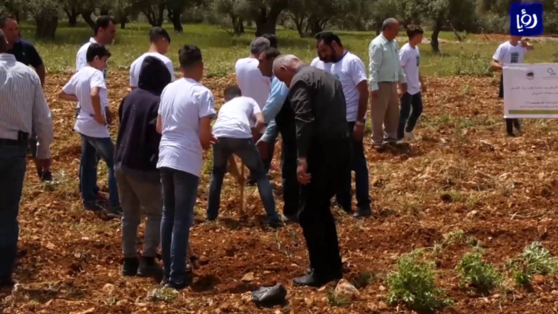 زراعة ألف شجرة في قريتين شمال القدس ضمن برنامج المليون شجرة