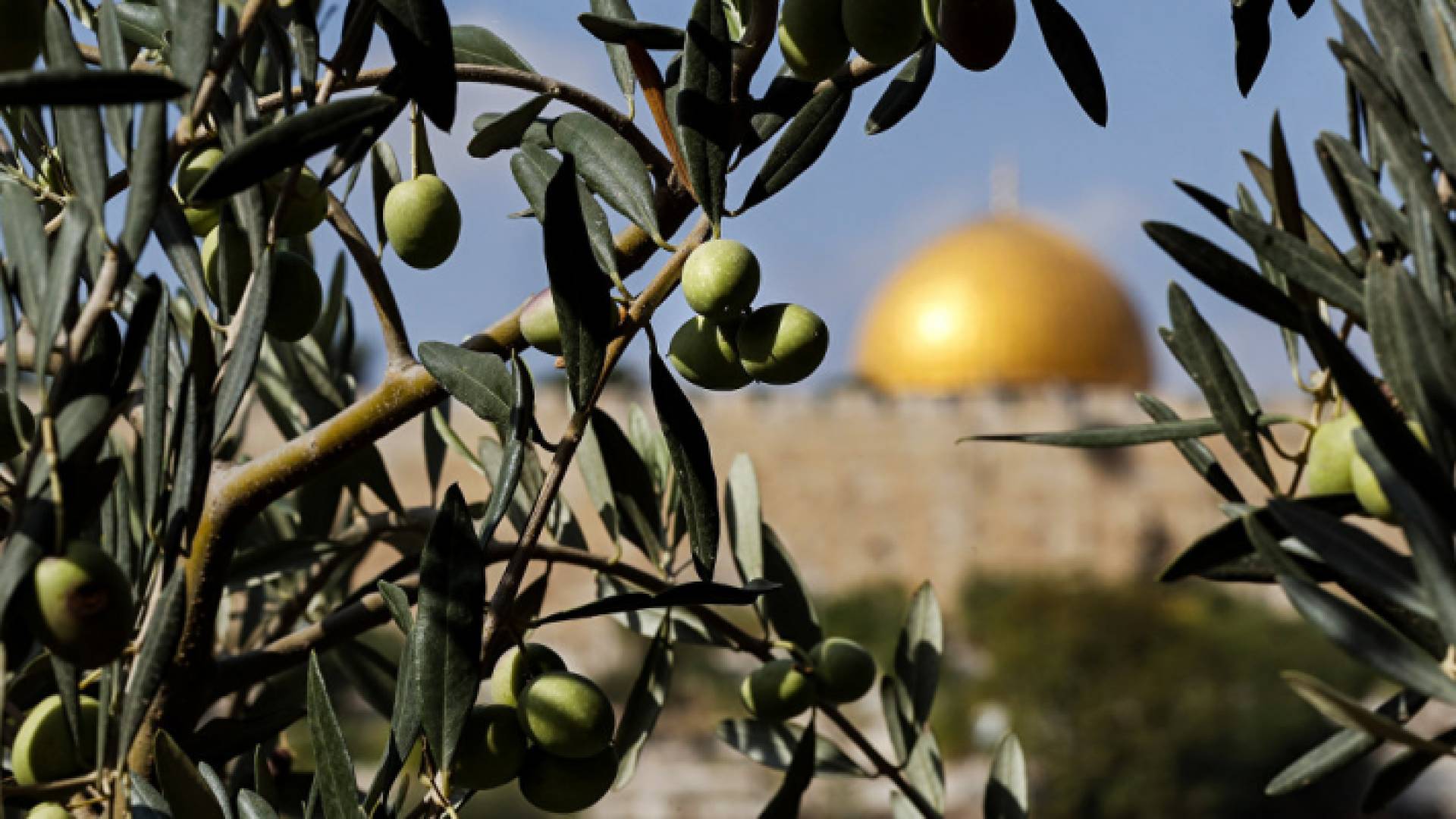 زيتون القدس - ارشيفية