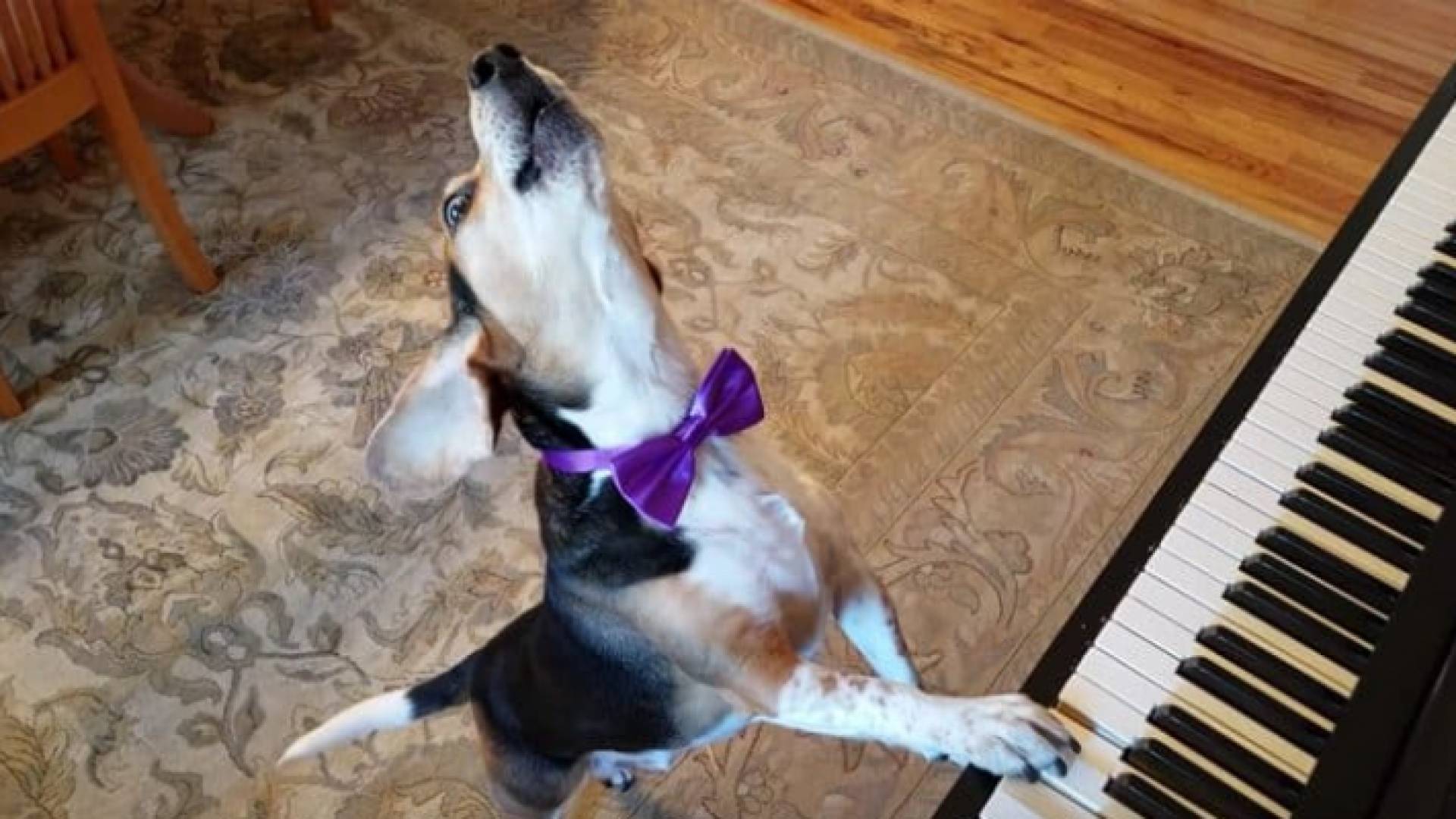 الكلب الفنان