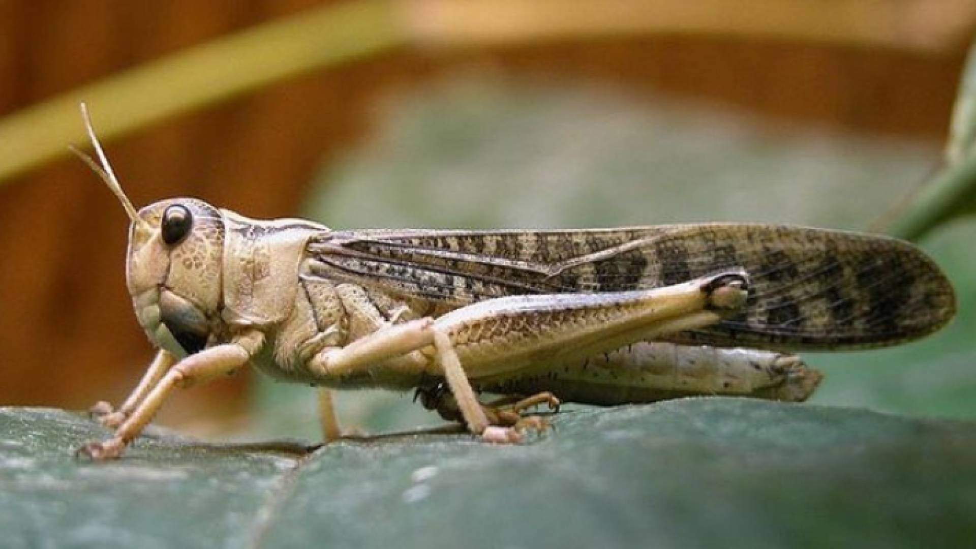 الجراد - ارشيفية