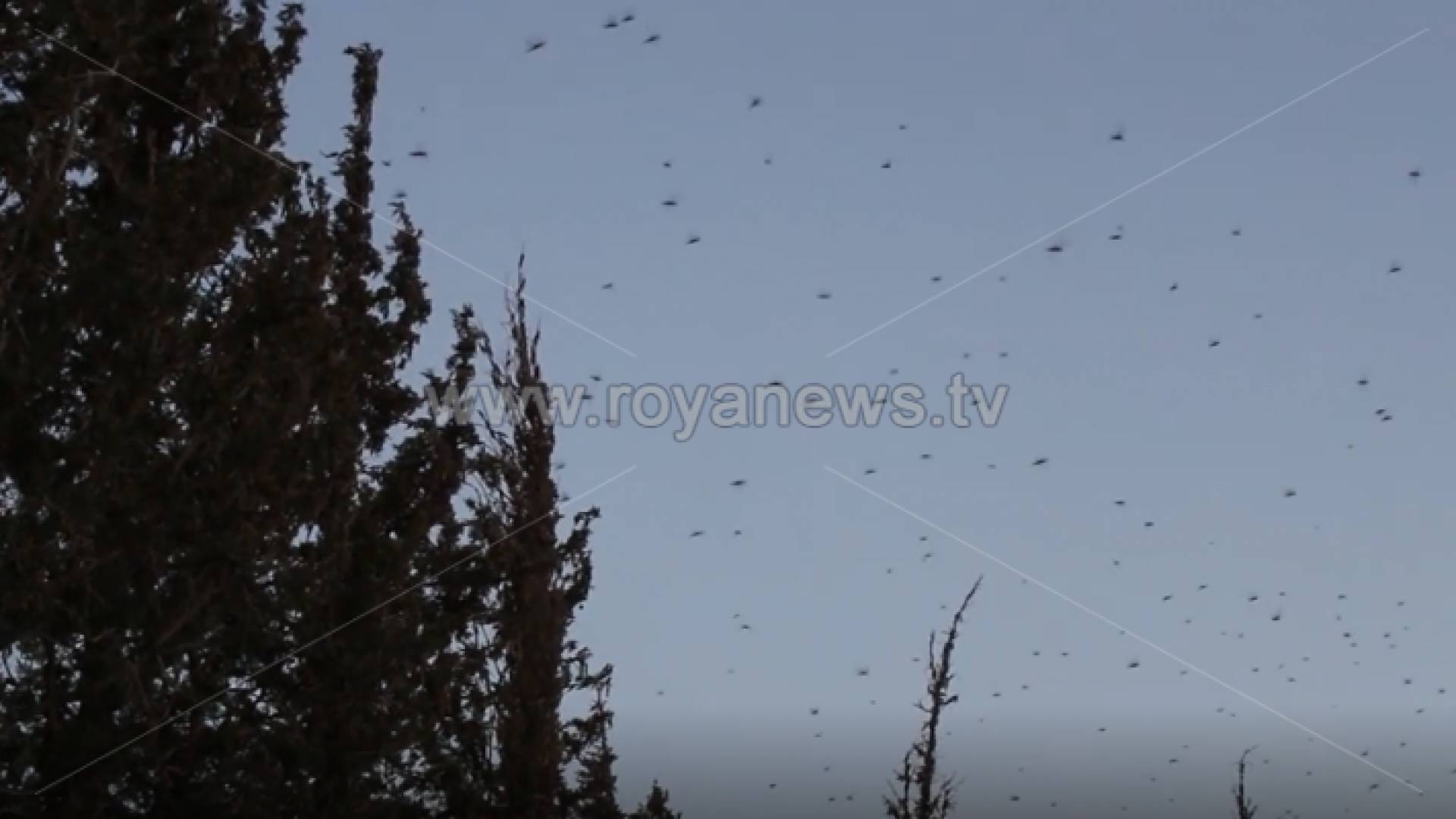 دخول أسراب من الجراد الى محافظة الطفيلية