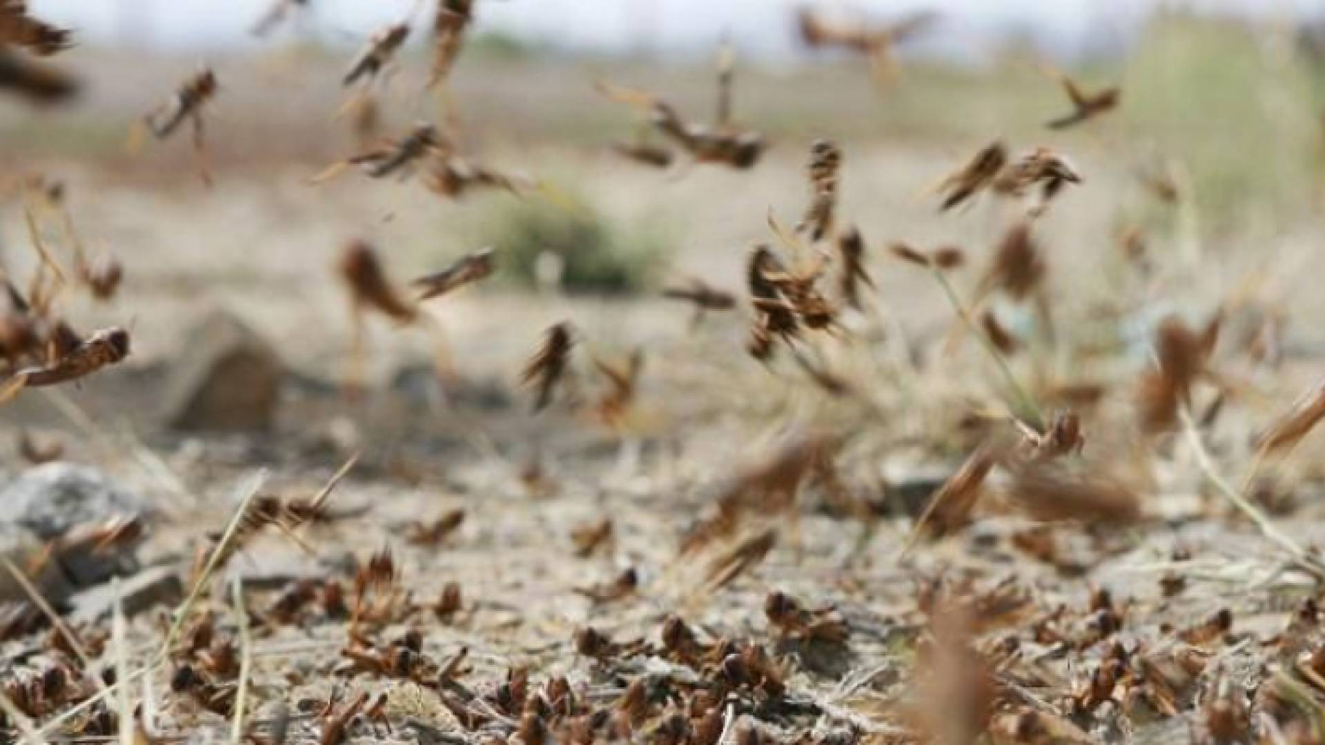 جراد - ارشيفية