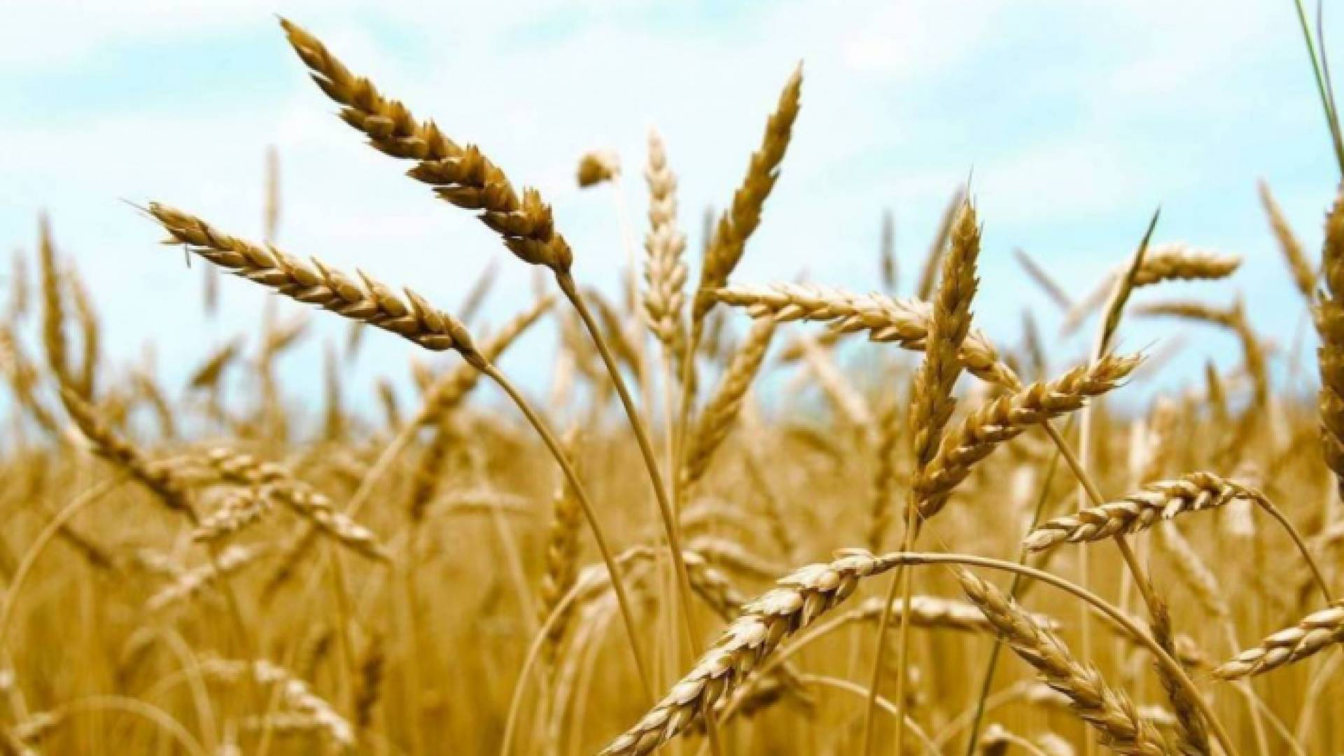 قمح - تعبيرية