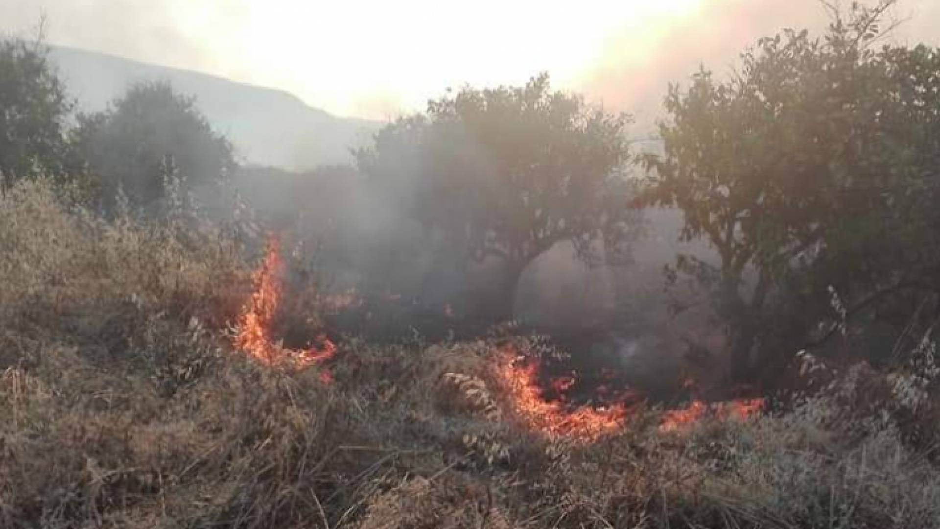 حريق في منطقة الباقوره زور القطاف