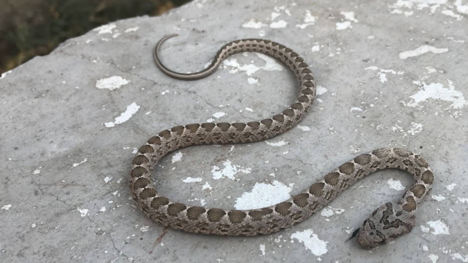 أفعى فلسطين - ارشيفية