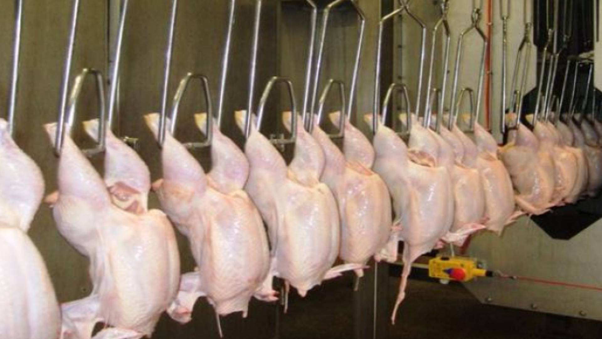 صورة أرشيفية - مسلخ دجاج