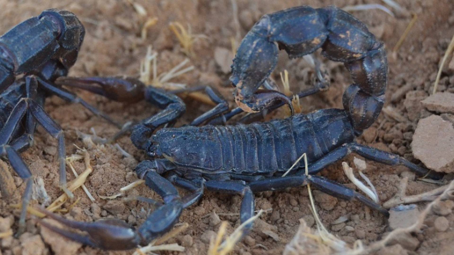 هناك 12 نوعا من العقارب في الأردن