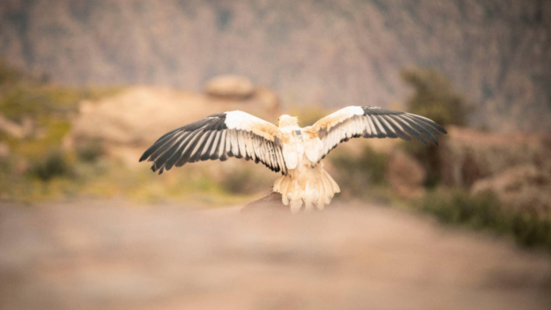 صورة من تركيب الاجهزة على الطيور