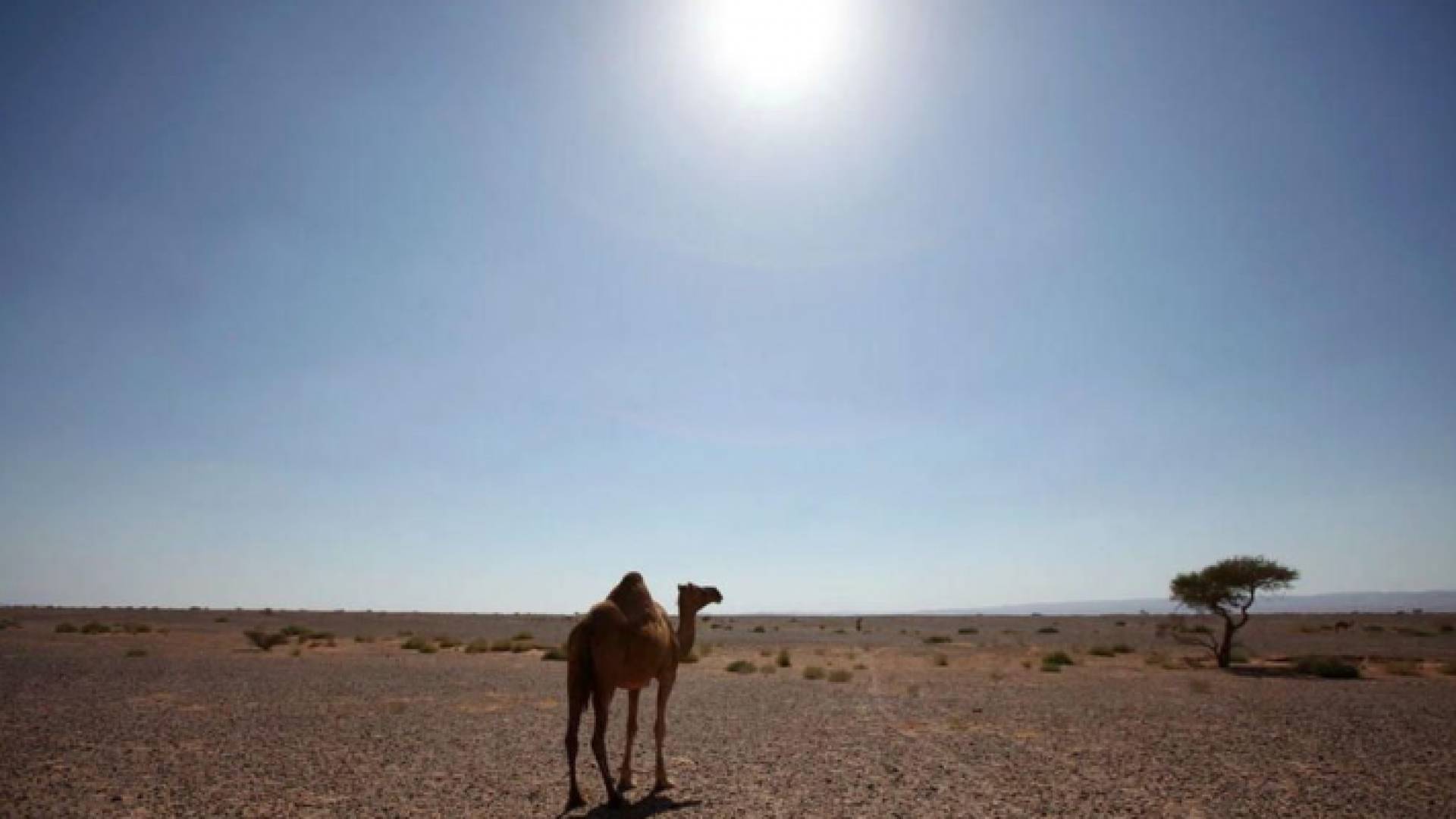 الموجة قادمة من شبه الجزيرة العربية