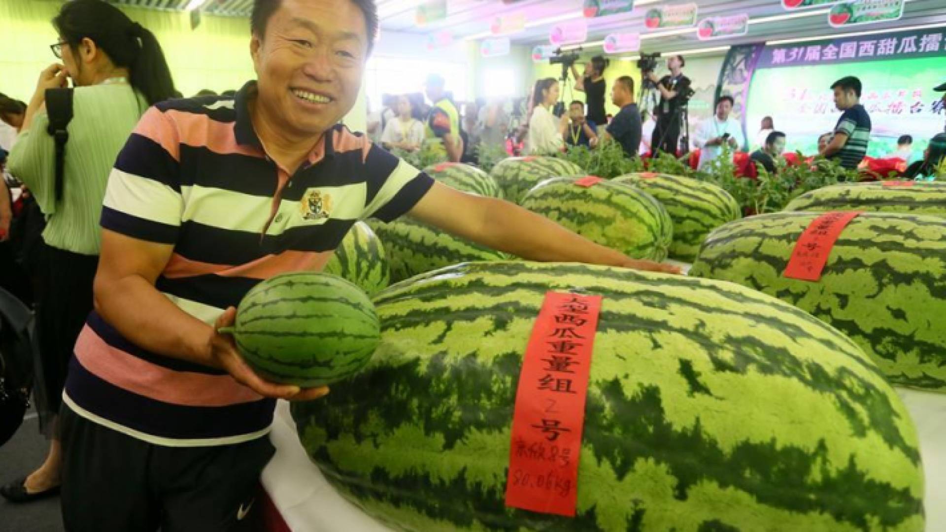 البطخية وصل وزنها إلى 80.6 كيلو غرام