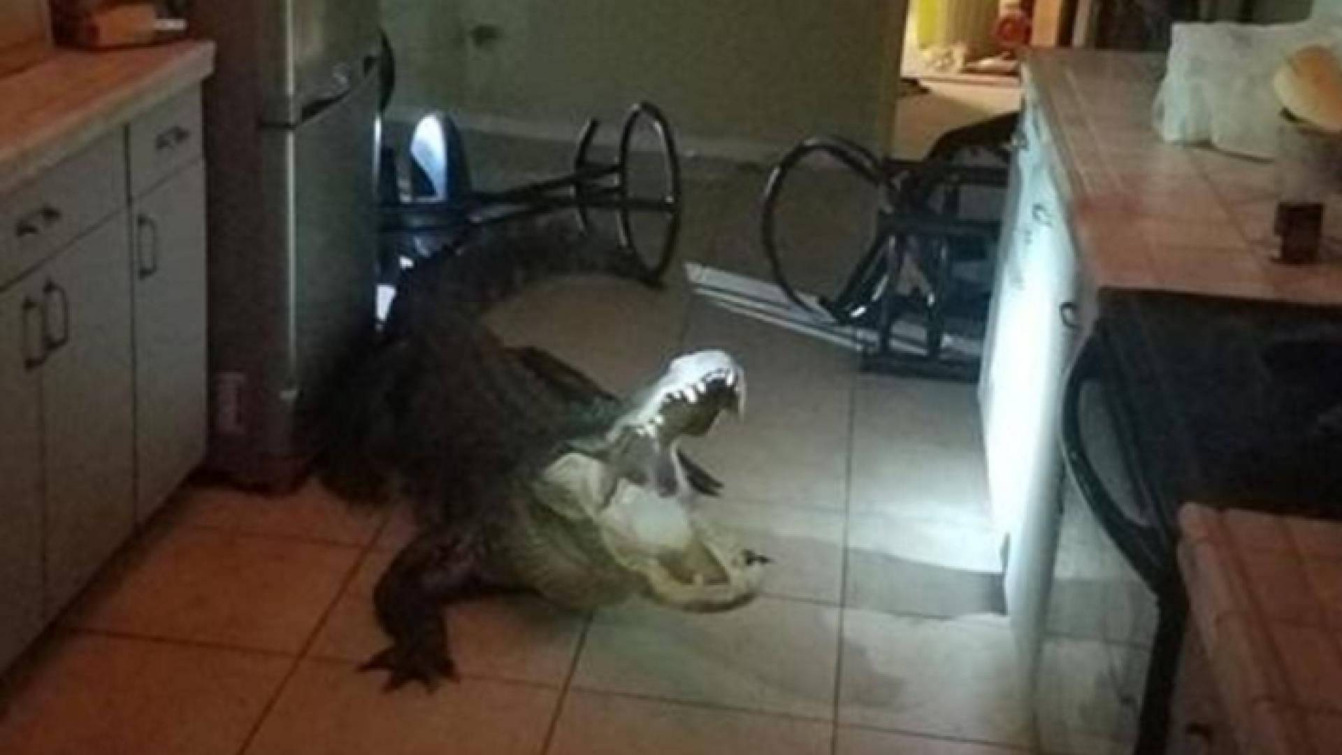 تمساح ضخم يقتحم منزلا والشرطة تنقذ الموقف