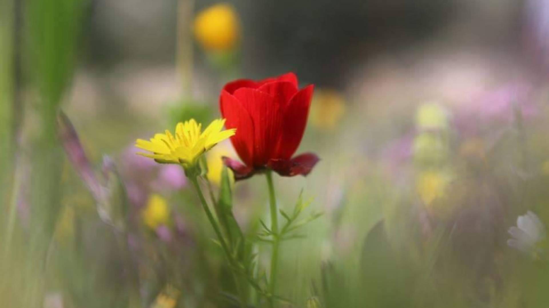 تواصل الاجواء الحارة - ارشيفية