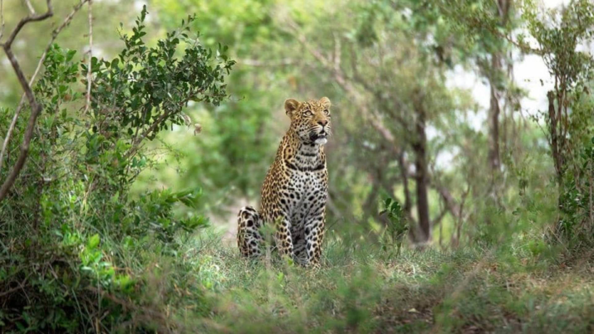 فهد في متنزه كروغر الوطني بجنوب أفريقيا