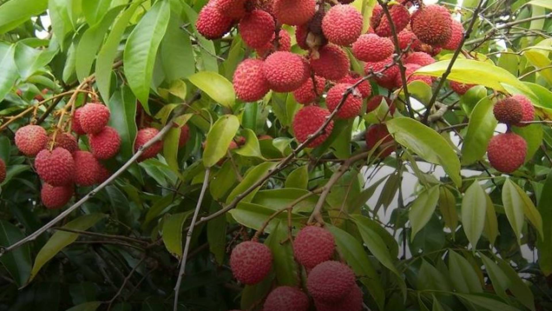 ينتشر المرض خلال فترة حصاد الليتشي