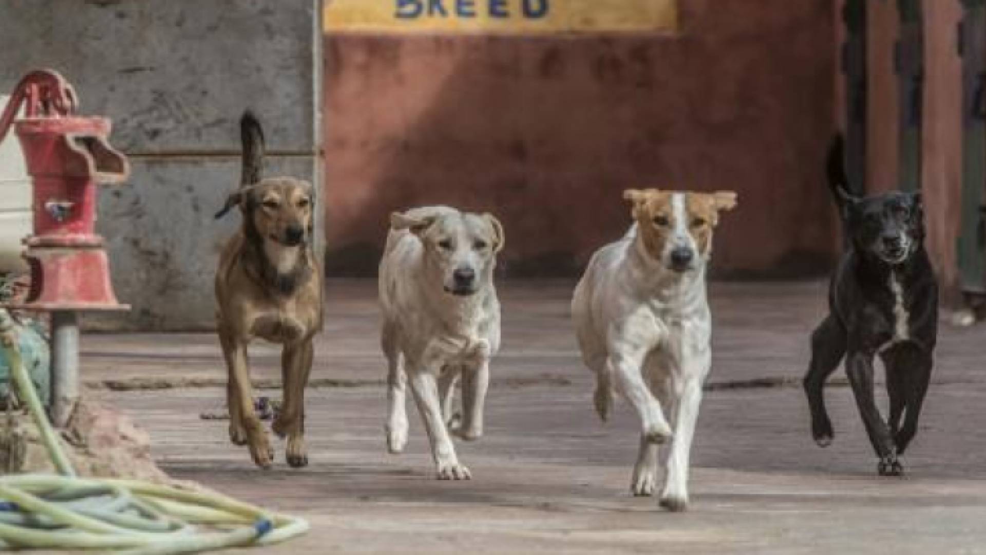 الكلاب الضالة