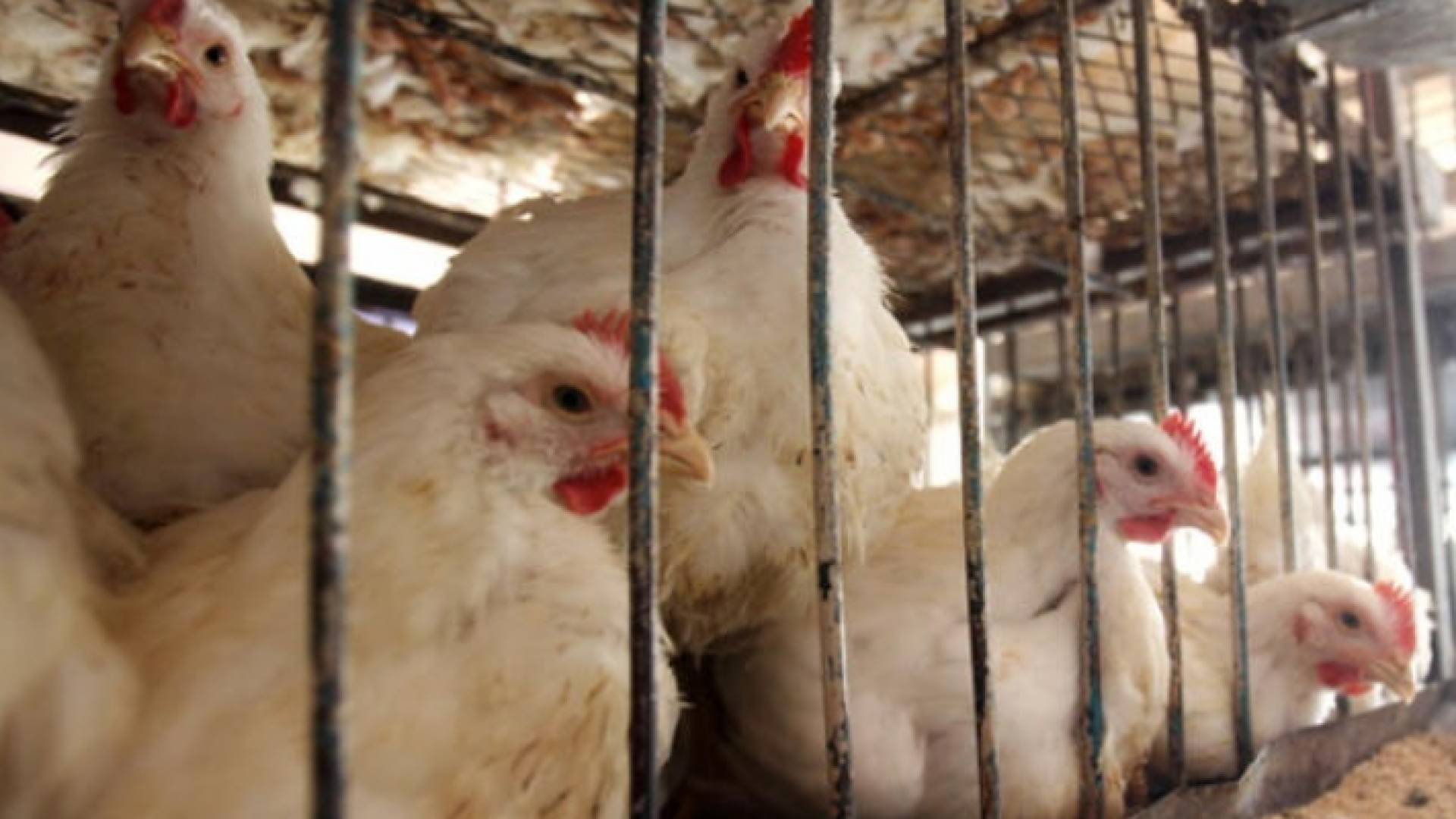 دجاج النتافات