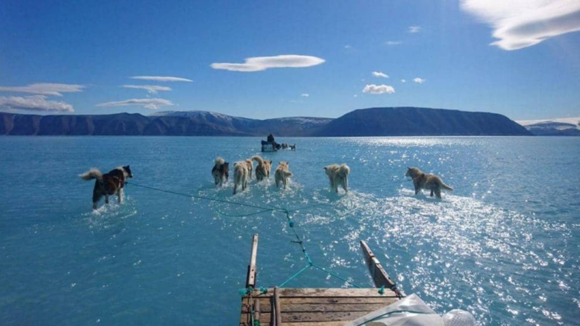 كلاب هسكي تجر مزلجة جليدية وسط المياه