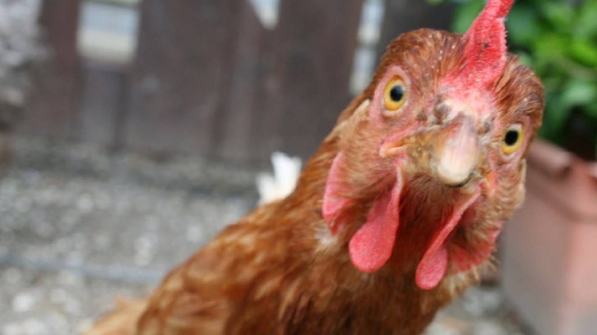 دجاجة - ارشيفية