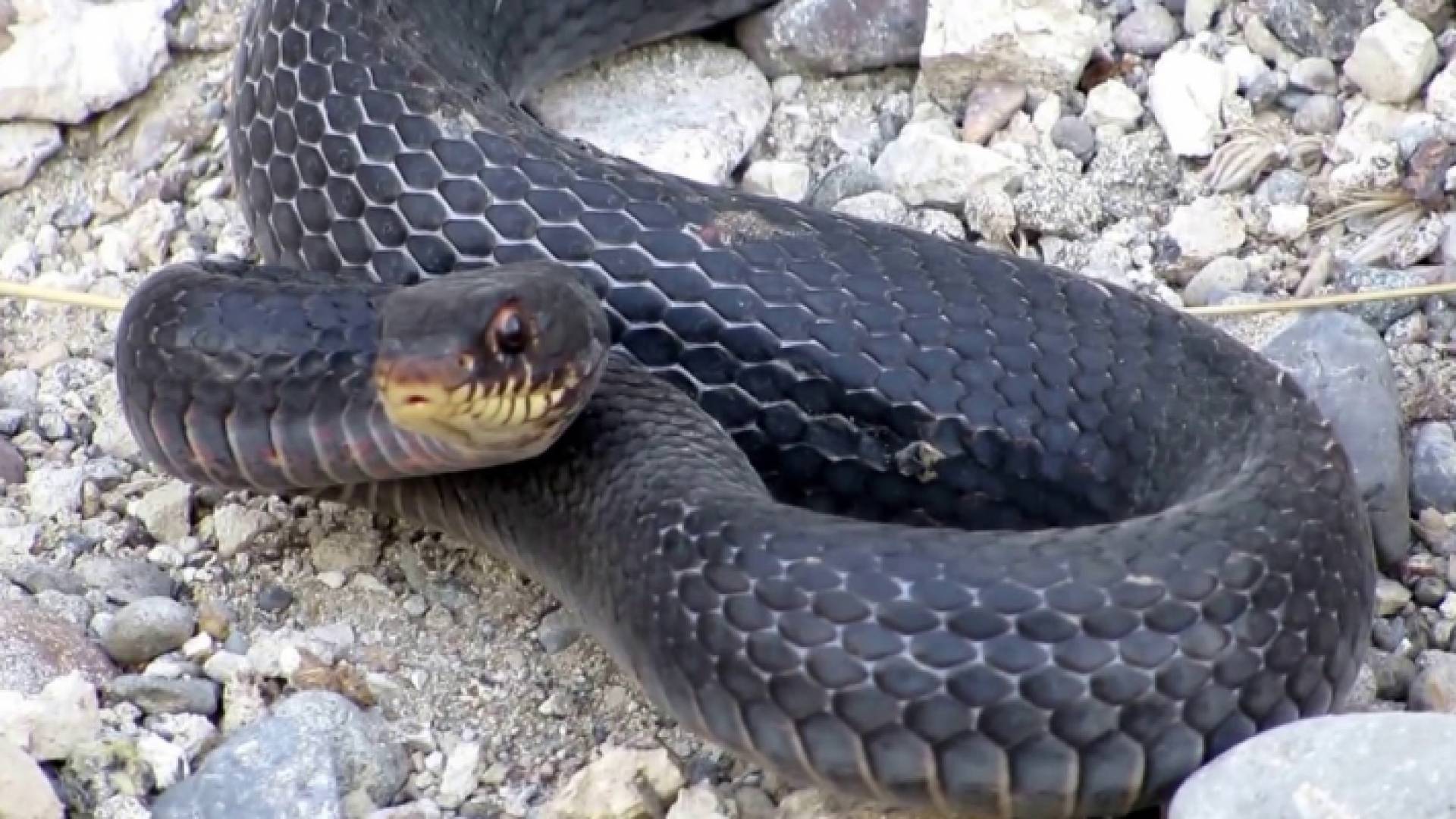 العام الماضي تبين أن هناك بربيش في داخل خط المياه وليس حنش