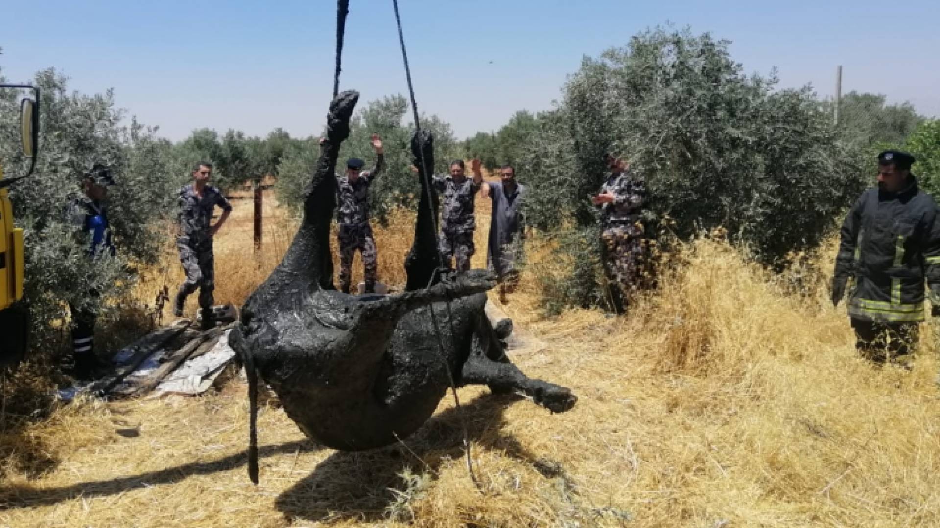الدفاع المدني ينقذ بقرتين من داخل حفرة امتصاصية في الرمثا