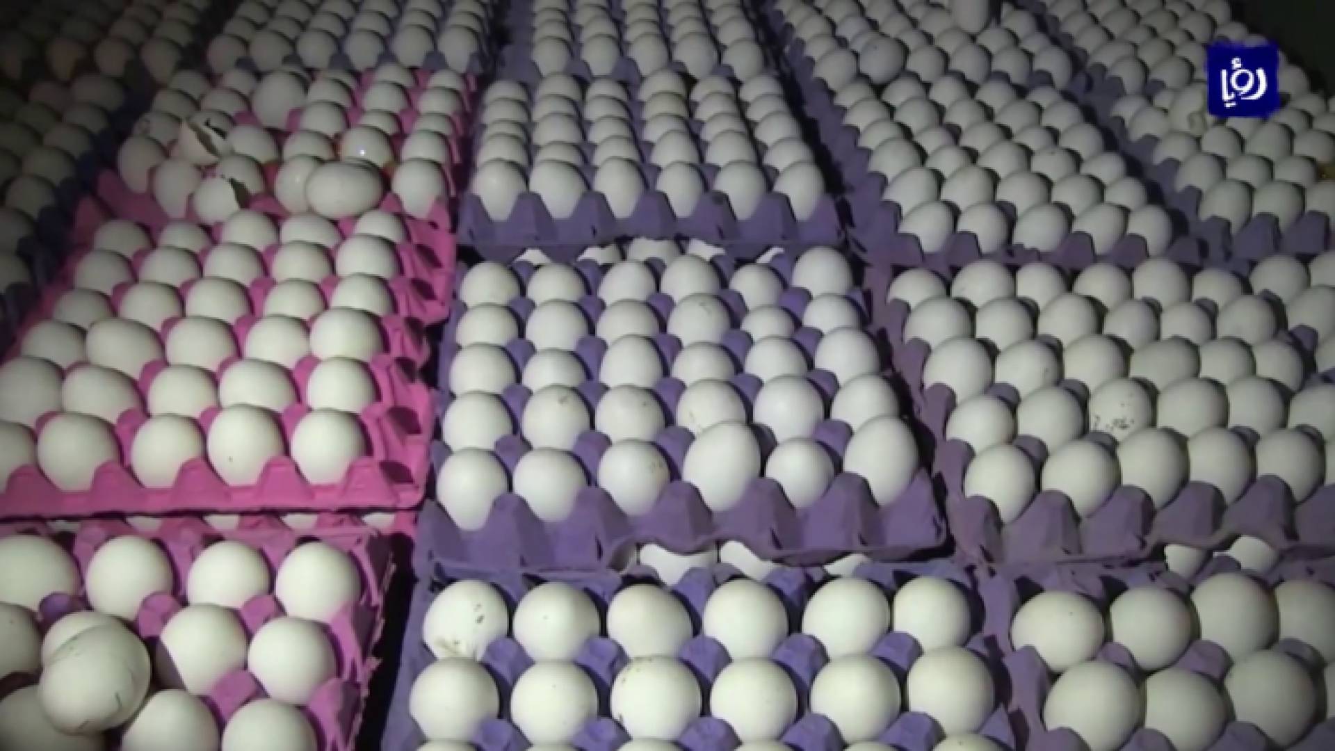 بيض - ارشيفية