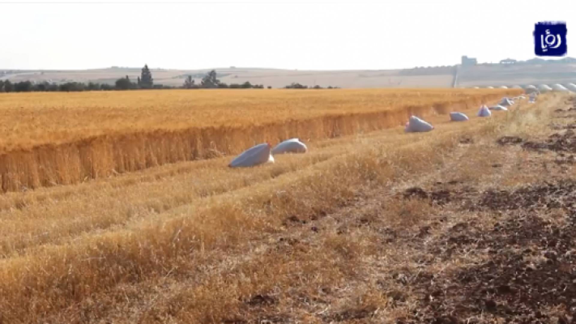 محاصيل القمح في محافظة اربد