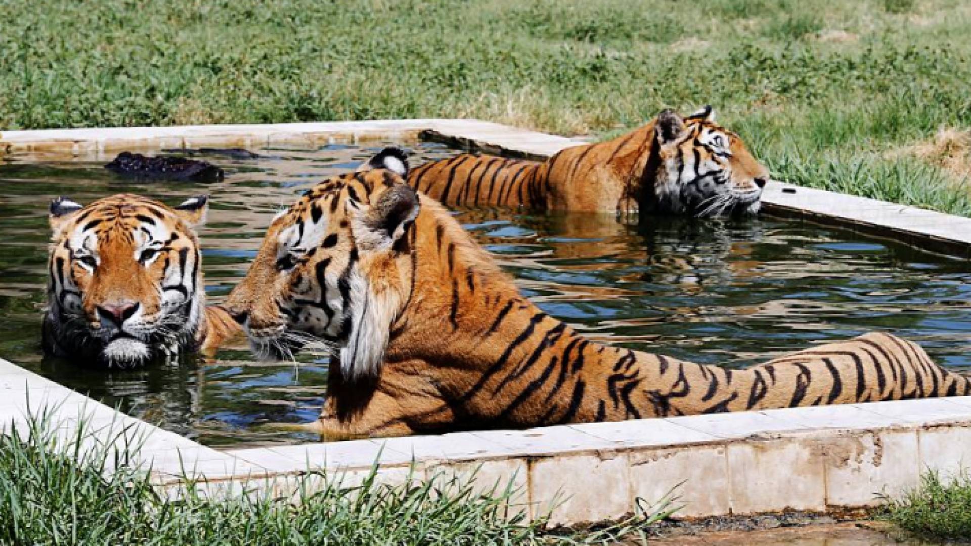 نمور في حوض سباحة في حديقة الزوراء في بغداد-العراق
