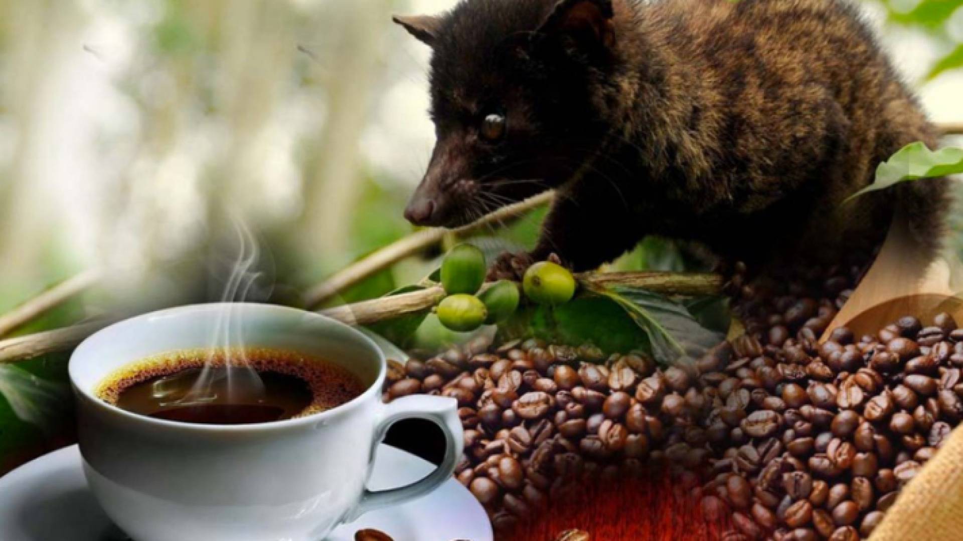 سعرها يتباين وفقا للجودة،ما بين 300 وألف دولار للكيلو غرام الواحد.