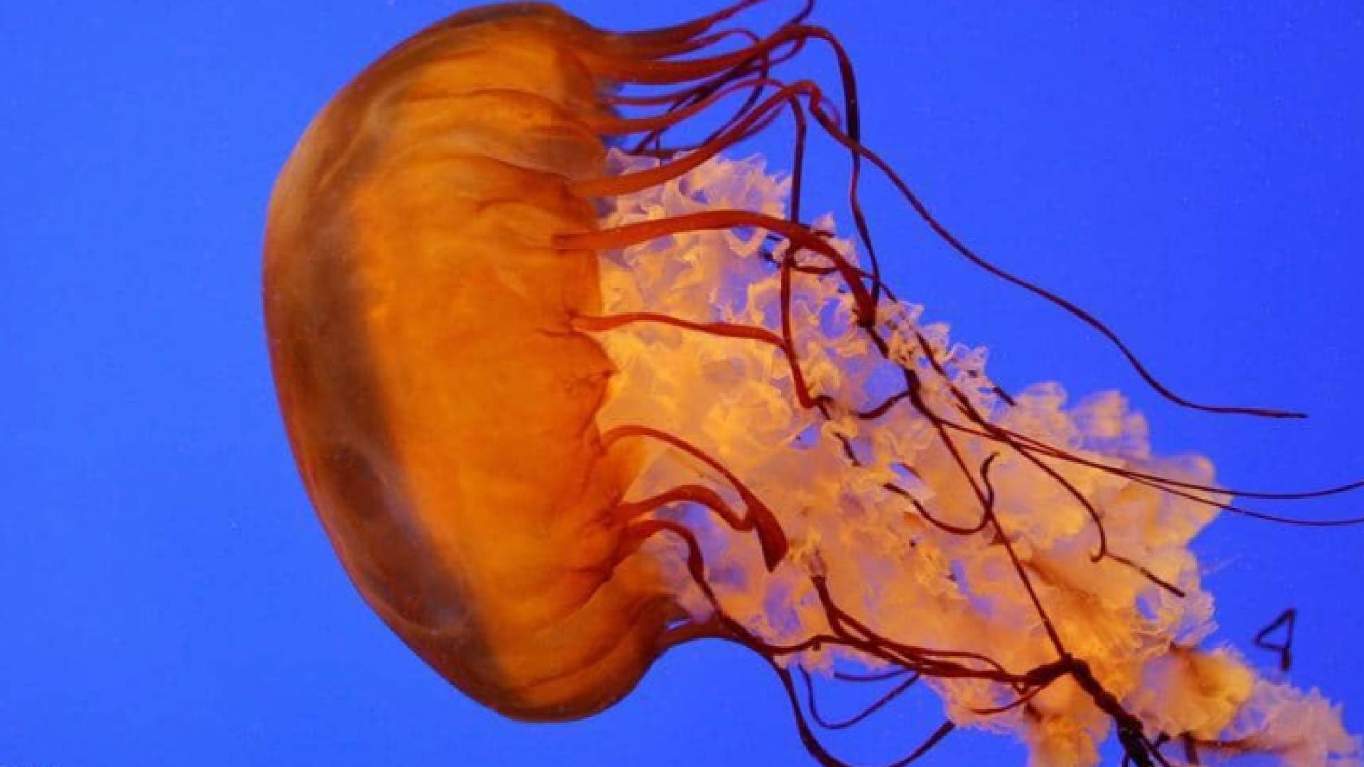 هذا النوع من القناديل لا يشكل خطرا على حياة الإنسان