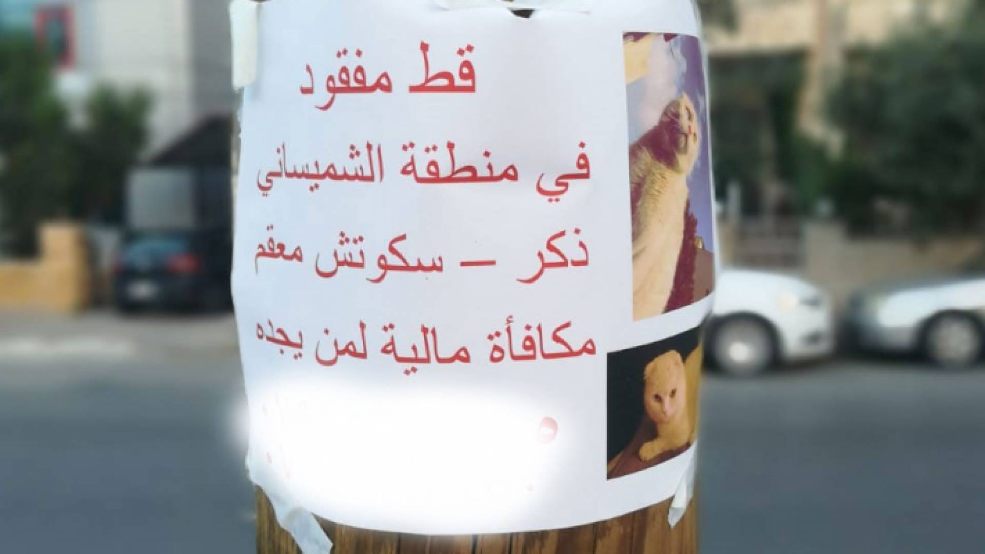 صورة الاعلان